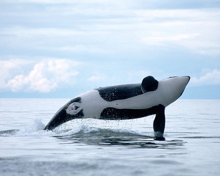 Killer whale - orca, ocean