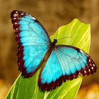 Blue morpho