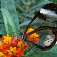 Glass wing or clear wing butterfly