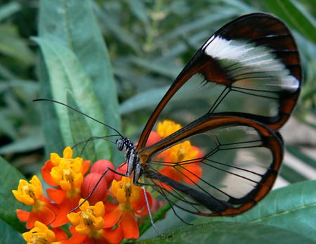 Glass wing or clear wing butterfly - see through, clear, glass