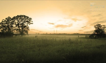 Misty Summer - warm, tree, sunset, grass, sunrise