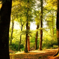 Beech Tree Forest