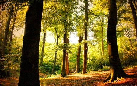 Beech Tree Forest - cool, fun, trees, beech tree forest, nature