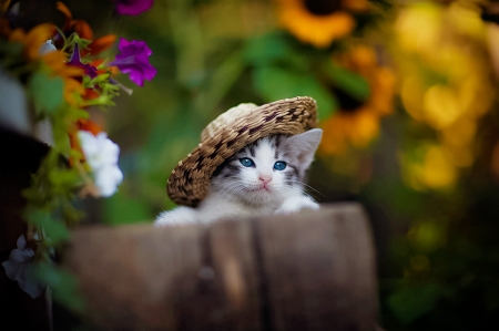 Miss Cute - pretty, hat, blue eyes, flowers, cute, kitten