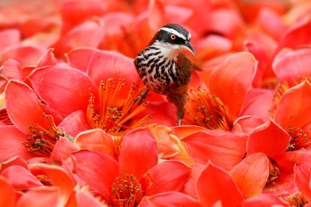 Bird - red, flower, bird, pasare