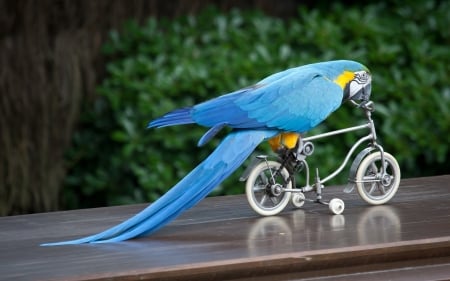 Funny parrot - white, bike, parrot, blue, funny, pasare, bird