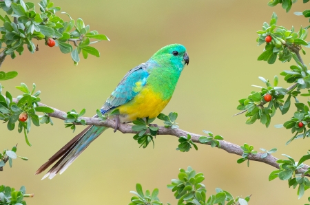 Parrot - cute, bird, parrot, fruits, yellow, branches, blue, pasare, branch, green