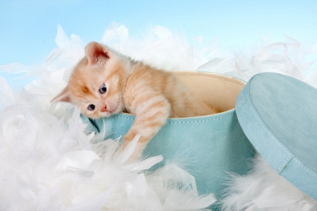 Kitten - feather, animal, cute, cat, blue, white, pisica, box, kitten