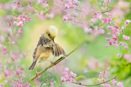 Bird - flower, pasare, bird, pink, branch, green