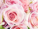 Pink roses