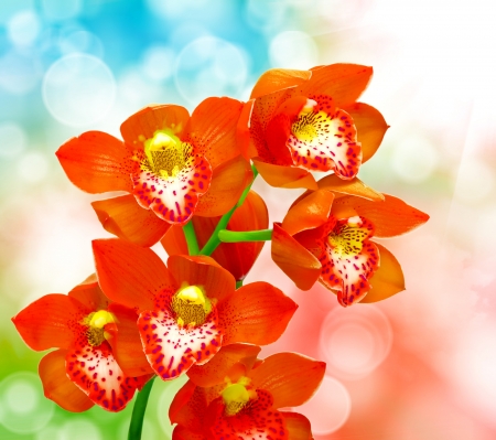 Orchids - bokeg, orchid, orange, card, texture, flower