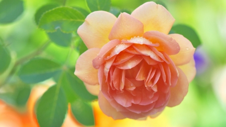 Rose - orange, flower, rose, green