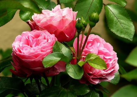 Pink Blossoms - roses, summer, garden, buds, plant, leaves