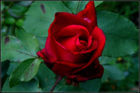 Red Beauty - garden, petals, plant, blossom, leaves