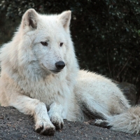 Hudson Bay Wolf
