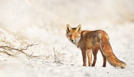 Mr Fox - cute, foxes, adorable, animals