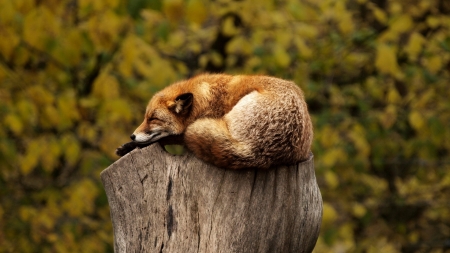 Fox - foxes, adorable, cute, animals