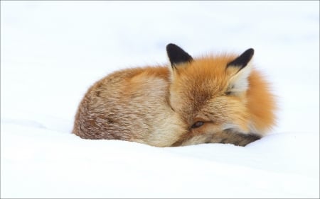 Snuggled Up - cute, foxes, adorable, animals