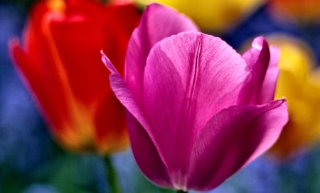 Colorful Tulips C - wide screen, flower, tulips, beautiful, photo, photography, floral