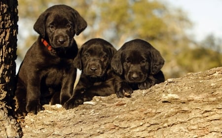 Three Black Puppies - dogs, cute, animals, puppies