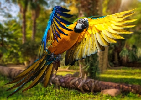 Parrot in Flight - parrot, colorful, flight, large, macraw