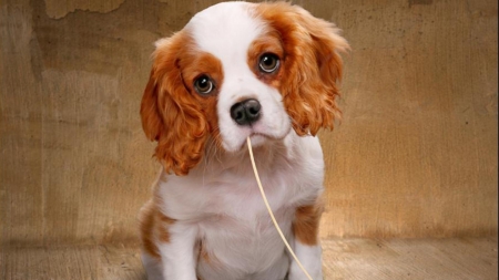 Spaghetti Dog - dogs, sweet, animals, puppies