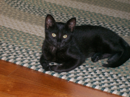 Delilah - Animal, Pet, Cat, Black