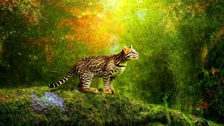 Feline predator - animal, cat, jungle, wild