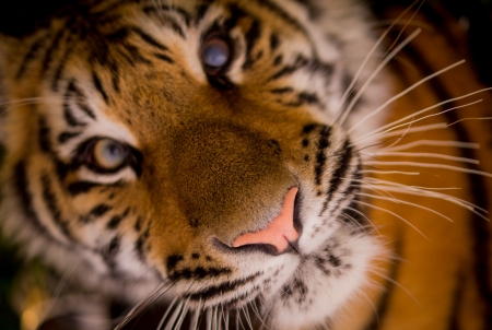 Tiger - face, skin, close-up, animal, tiger