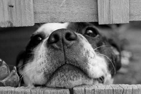 Waiting for you - dog, fence, black, white, animal, paw, funny, cute, bw, caine