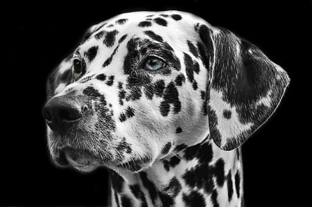 Dalmatian - black, blue eye, white, dalamatian, bw, portrait, face