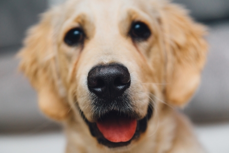 Dog - close-up, animal, cute, dog, caine, face, golden retriever