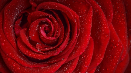 Rose - red, rose, water drops, texture, macro, skin