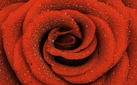 Rose - rose, water drops, orange, texture, macro, skin