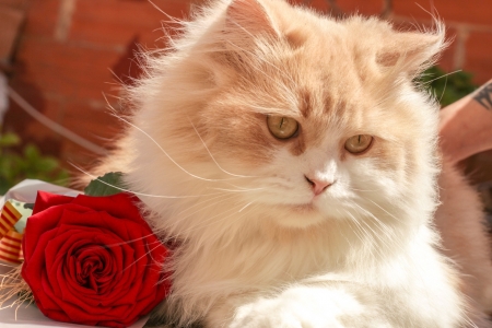 A rose for you - red, pisica, animal, rose, cute, beauty, cat