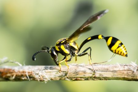 Potter Wasp - animal, insect, nature, potter wasp