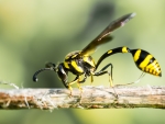 Potter Wasp