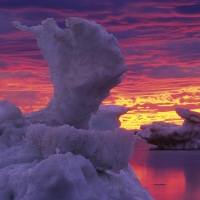 Ice Flowers on Hudson Bay, Churchill, Manitoba