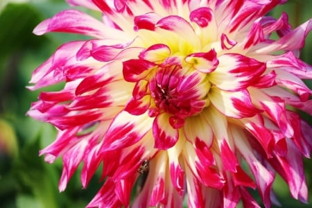 DAHLIA IN BLOOM - dahlia, image, flower, pretty