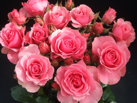 Bouquet of Roses - flowers, blossoms, petals, pink, leaves