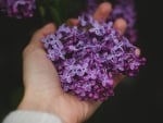 LILACS IN HAND