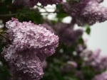 LILAC SHRUB