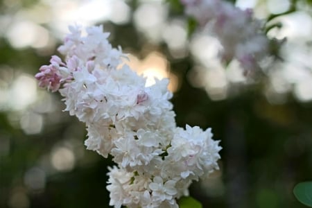 PRETTY LILACS - LILAC, NATURE, FLOWERS, PRETTY