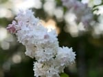 PRETTY LILACS