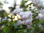 LILAC FLOWERS