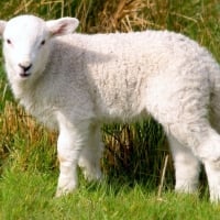 lamb