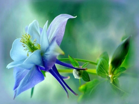 Delicate blue - beauty, green, blue, flower