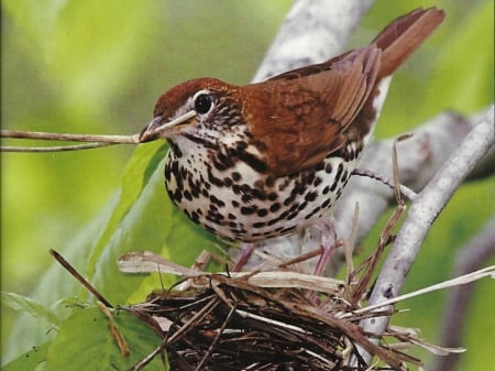 Thrush - Bird  - wildlife, wide screen, photography, bird, avian, beautiful, animal, photo, thrush