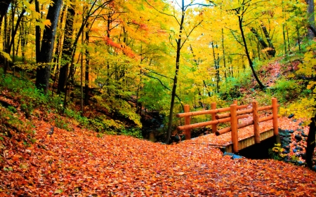 wooden bridge - fall, back, yard, bridge, leaves