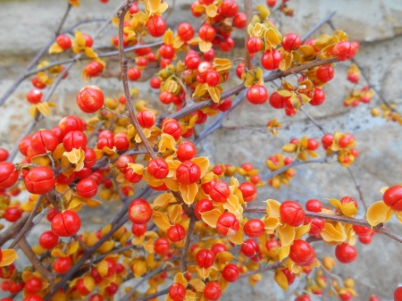 tree - trees, orange, nature, wallpaper